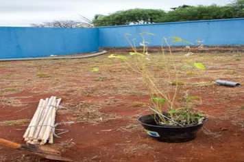 PLANTIO DE ÁRVORES NAS ESCOLAS MUNICIPAIS