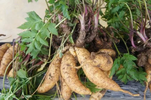 BATATA SALSA - DIVERSIFICAÇÃO DAS PROPRIEDADES RURAIS