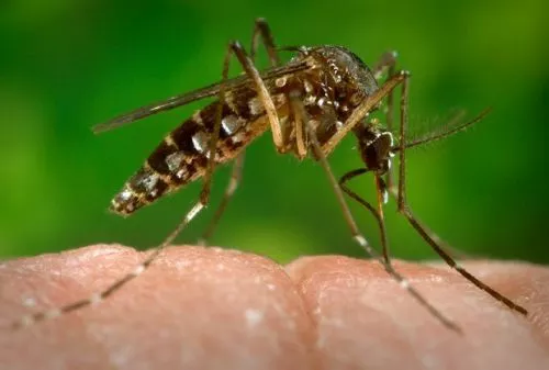 Cuidado com o ZIKA VIRUS